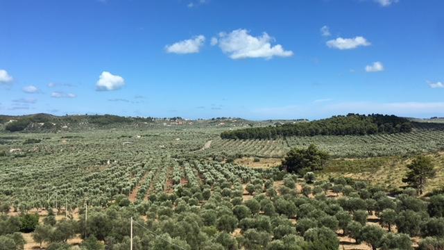 Tenuta Valle Della Corte Vieste Exteriör bild